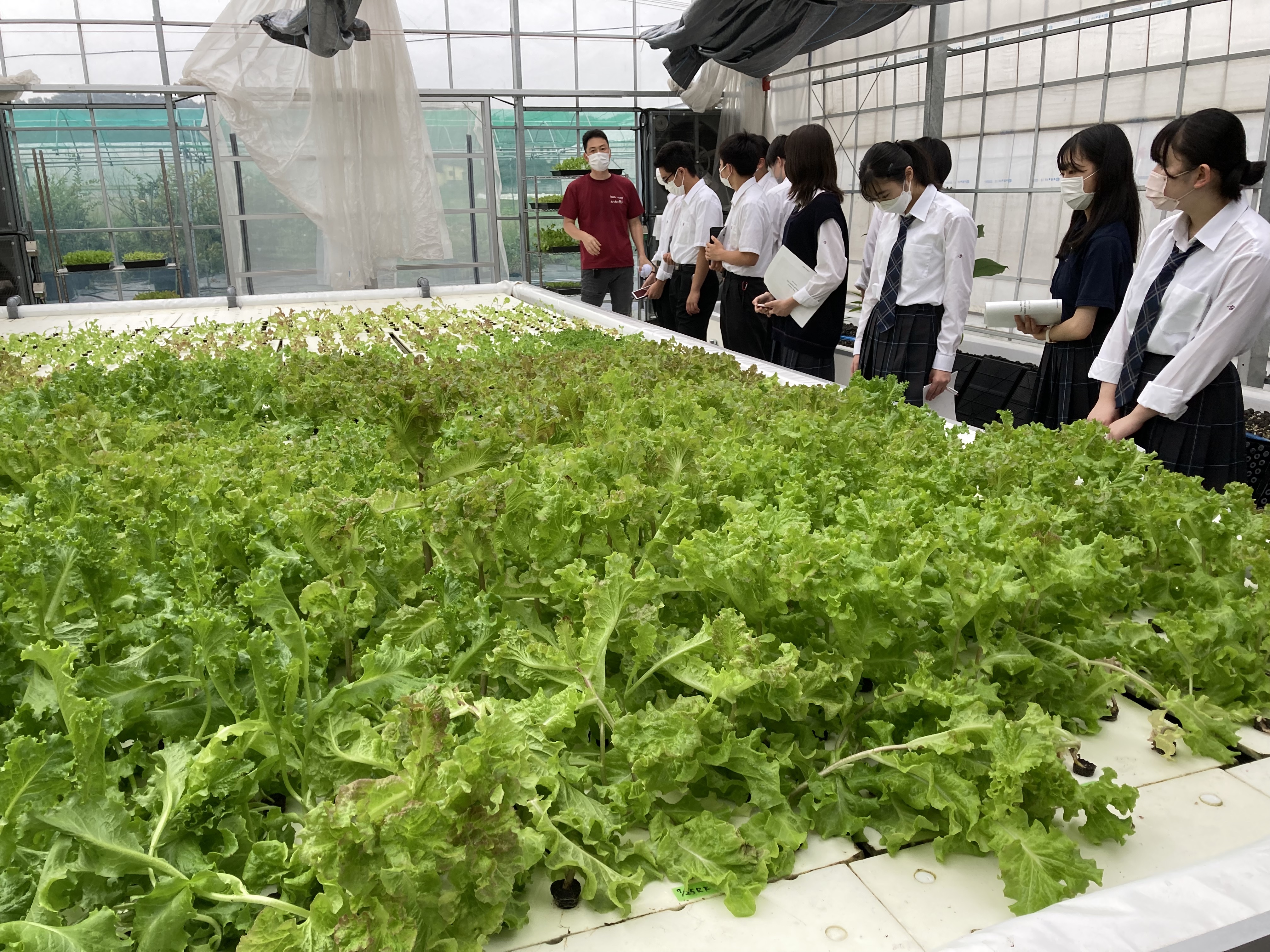 チョウザメ水槽の養分を含んだ水は、となり一面に浮かぶリーフレタスに供給されます。