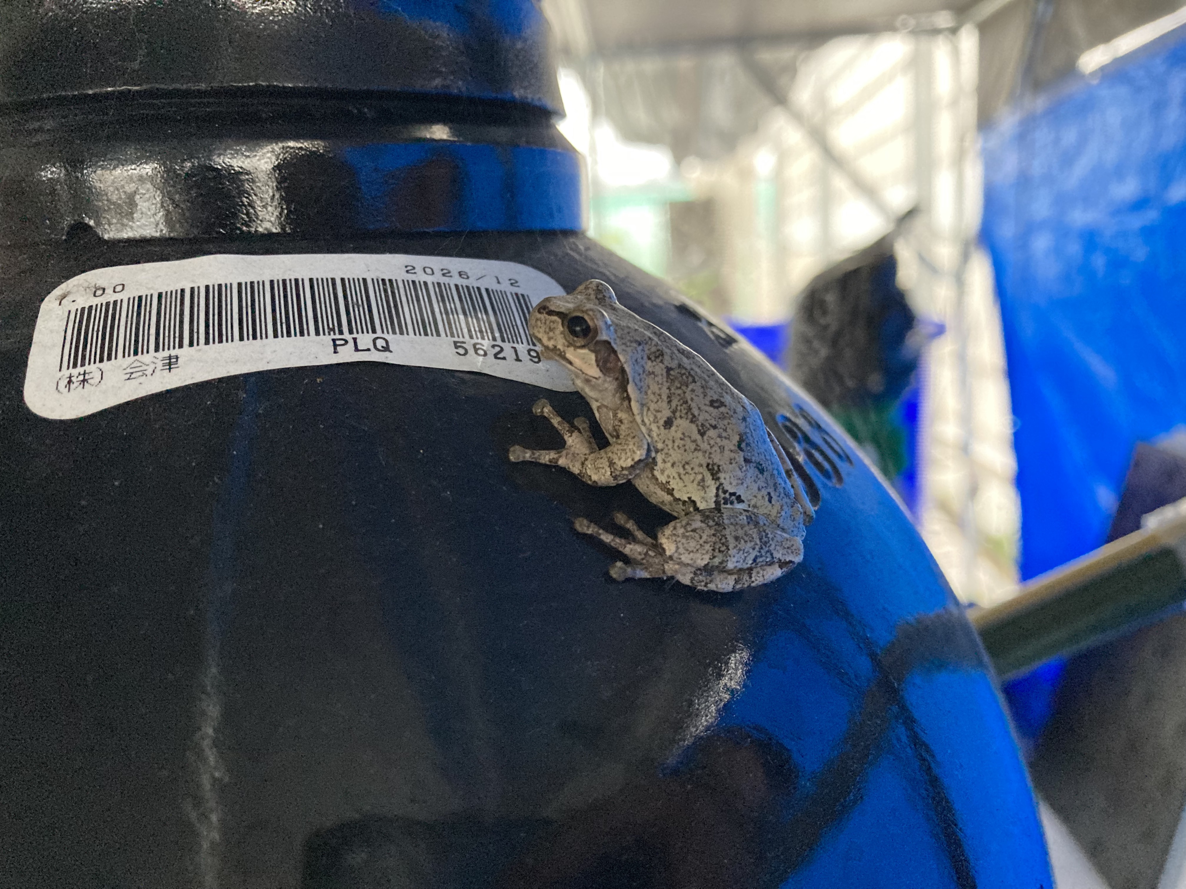 チョウザメ水槽の隣にカエルを発見しました。