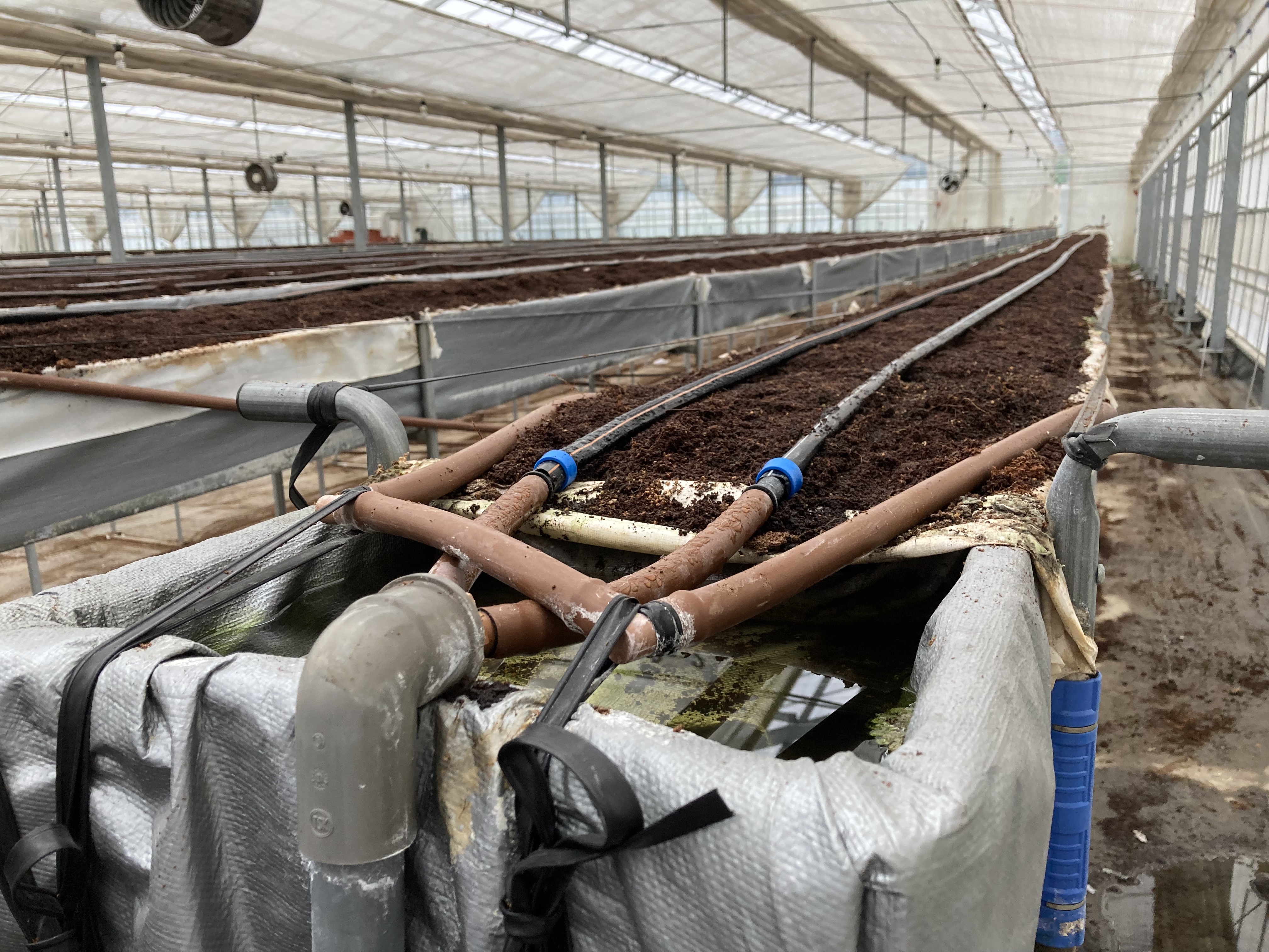 チューブから灌漑水を滴下する土壌点滴栽培システムです。