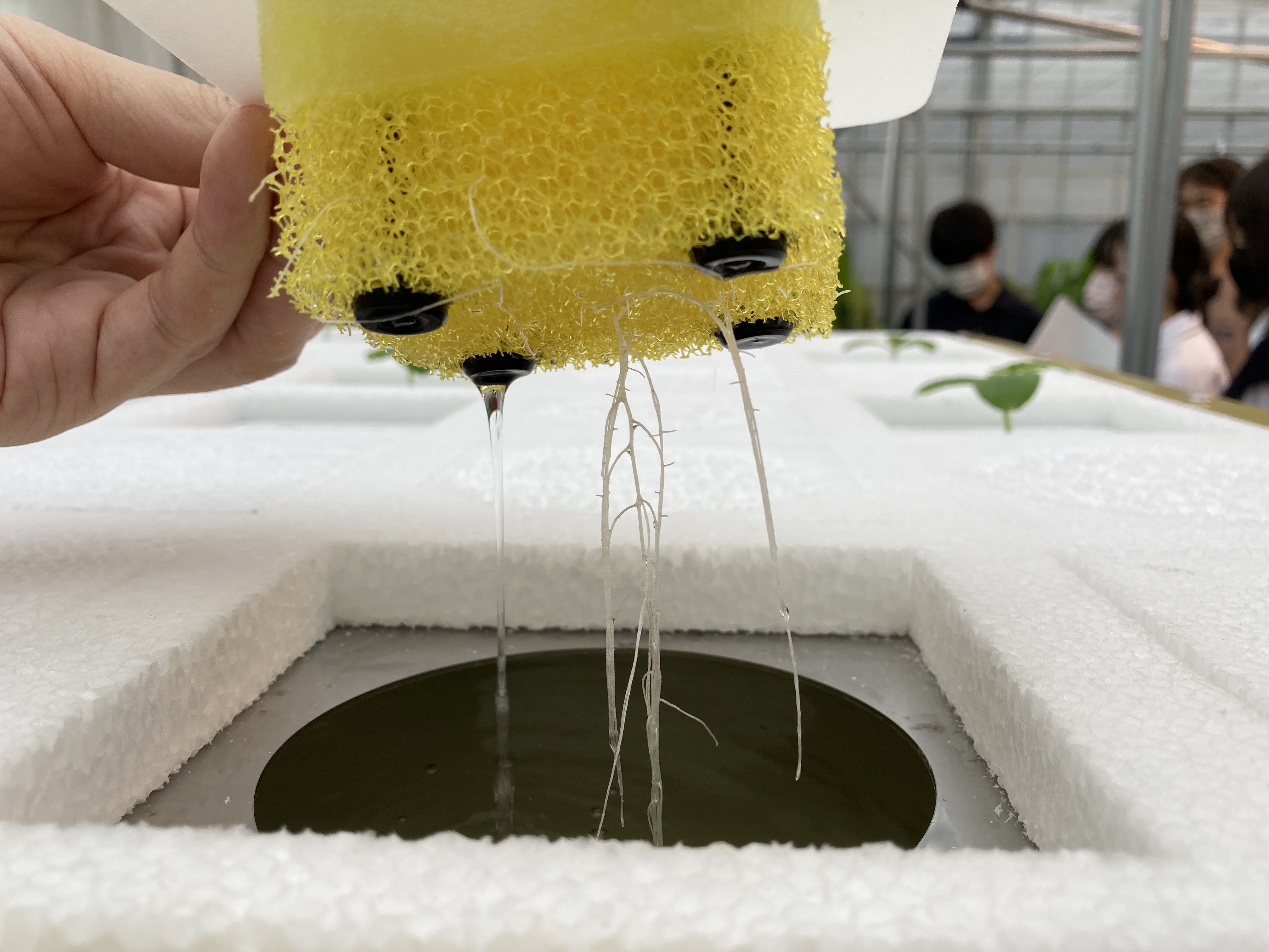 ココナッツの繊維でできた綿の隙間から、苗の根が伸びて肥液に浸るようになっています。土台となる発泡スチロールには穴を開け、蓋をしている状態で自由に苗の差し抜きができます。