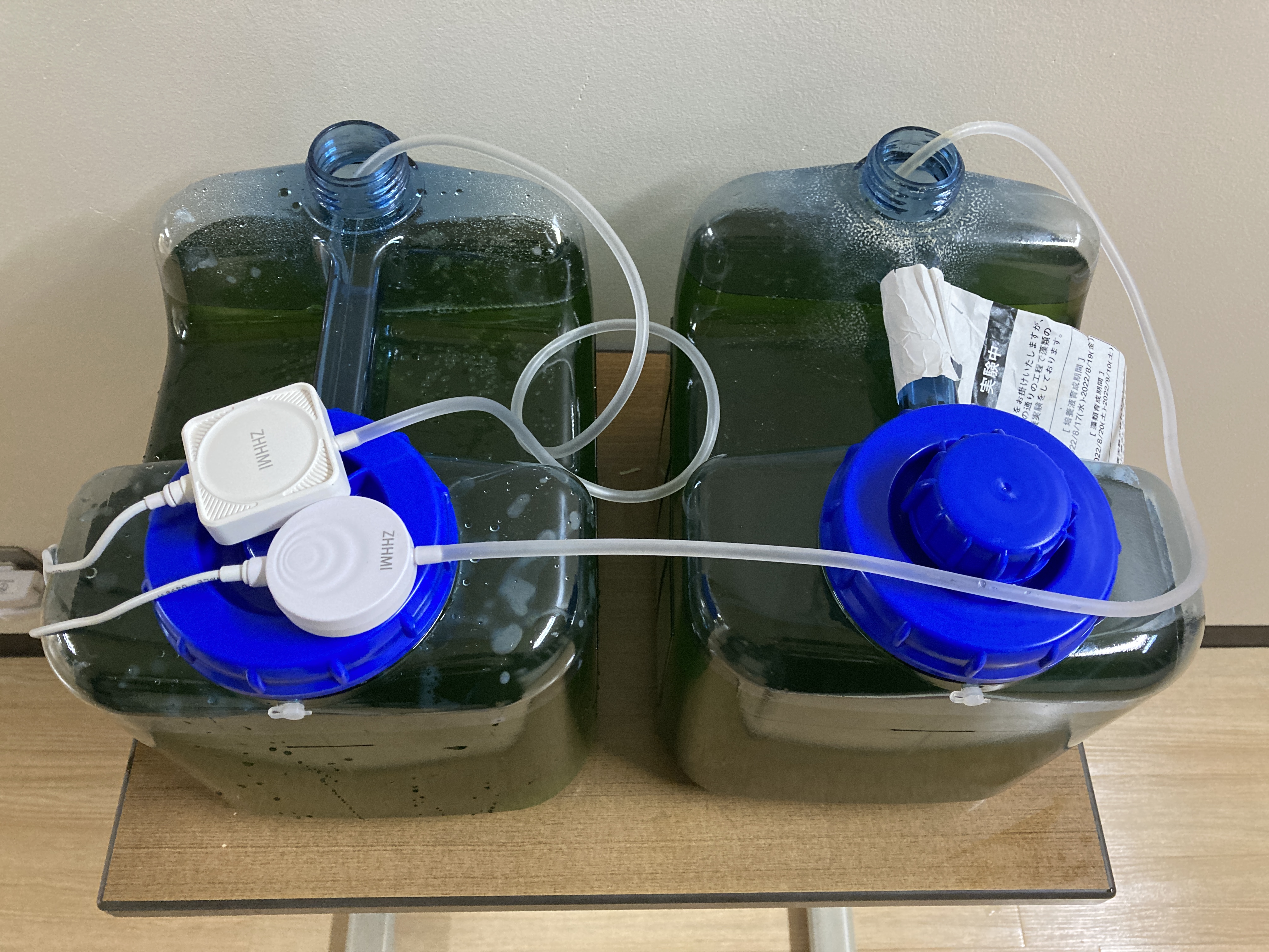 培養と希釈を繰り返し、藻のタンクを増やしていきます。