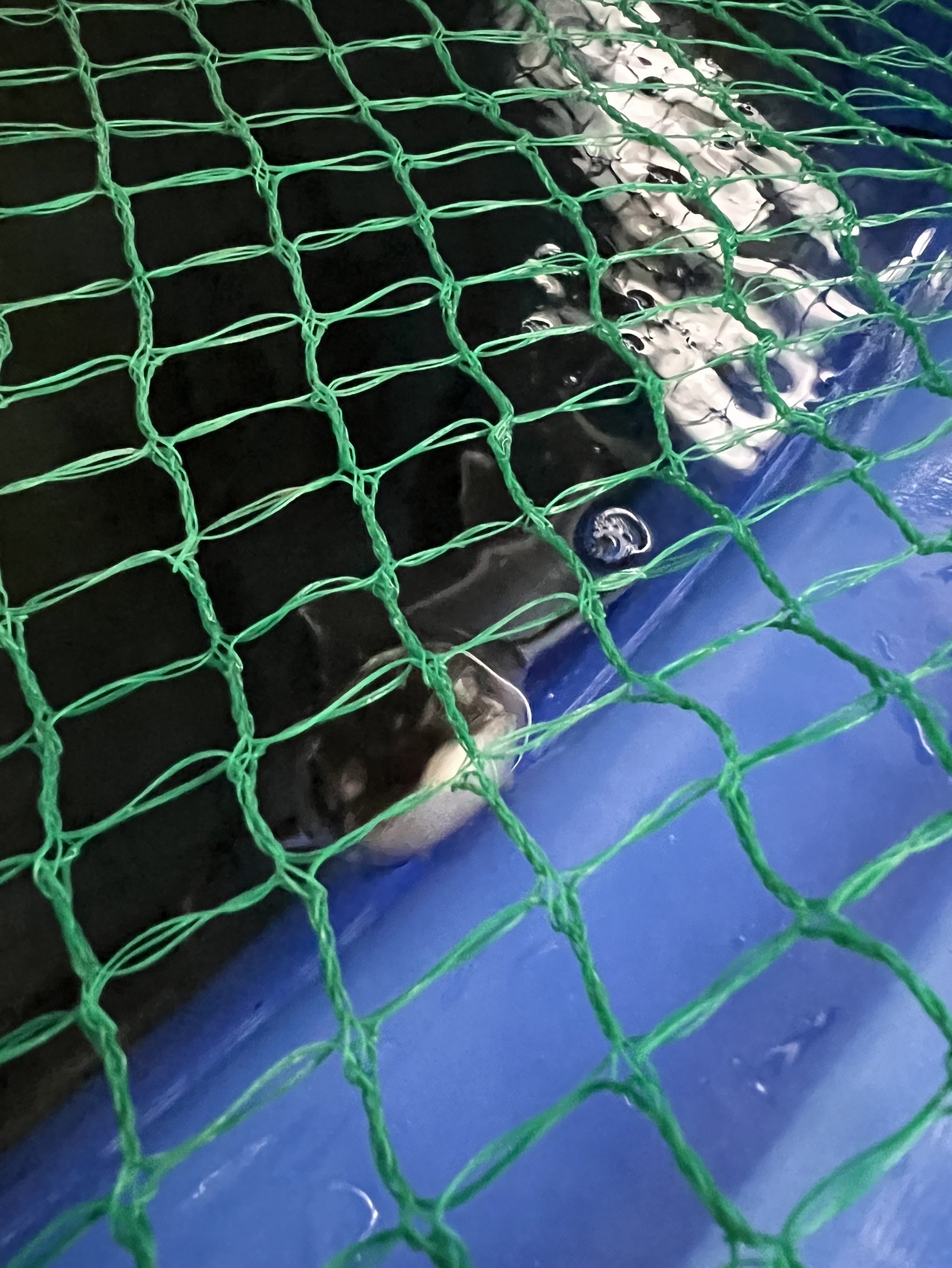 チョウザメが顔を見せてくれました。