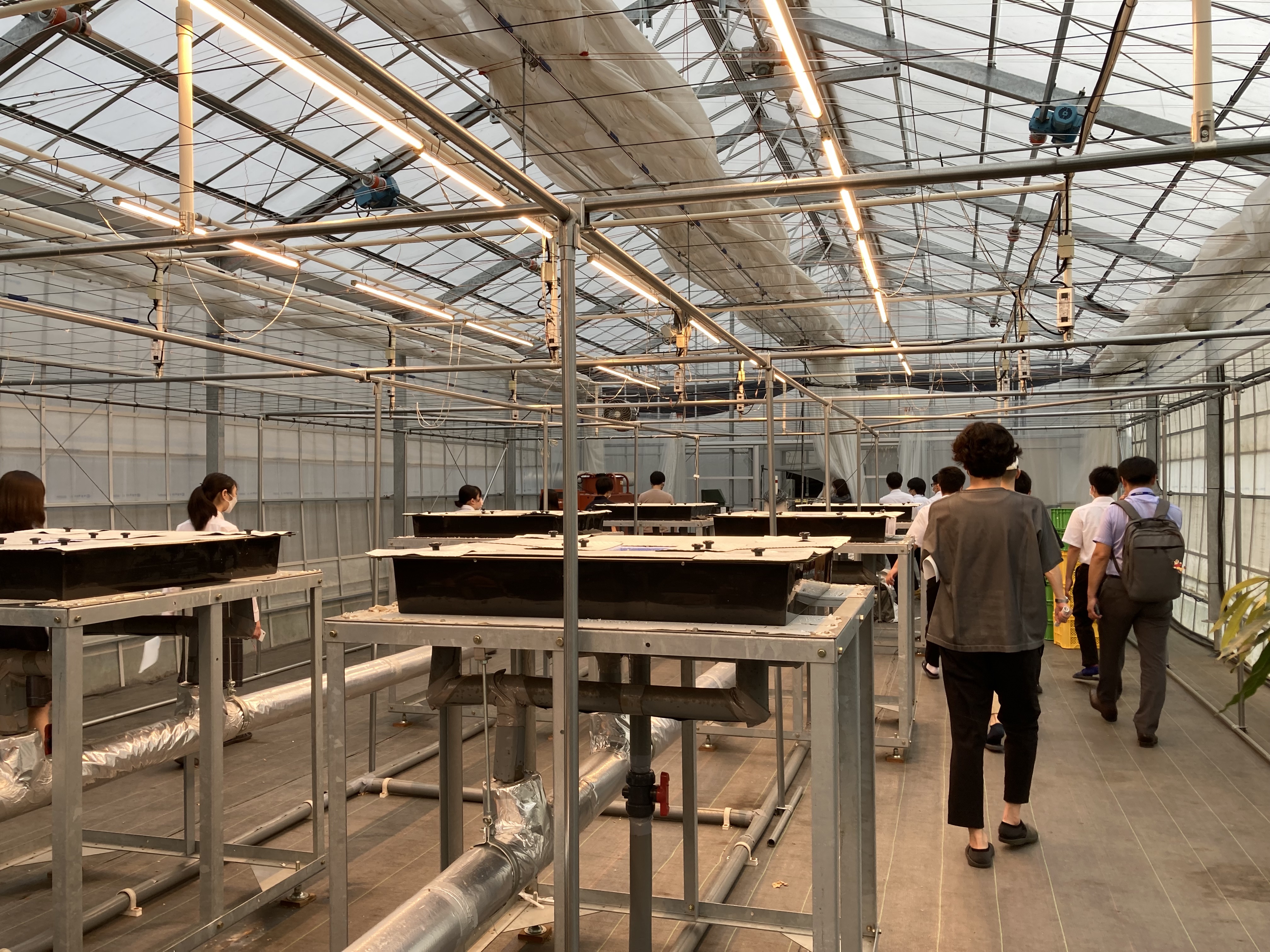 天井に蛍光灯が組まれたハウスの中では、水耕栽培が行われています。扇風機の回る音が聞こえるほどの静かさと土汚れのない清潔さも相まって、実験室のような空間でした。