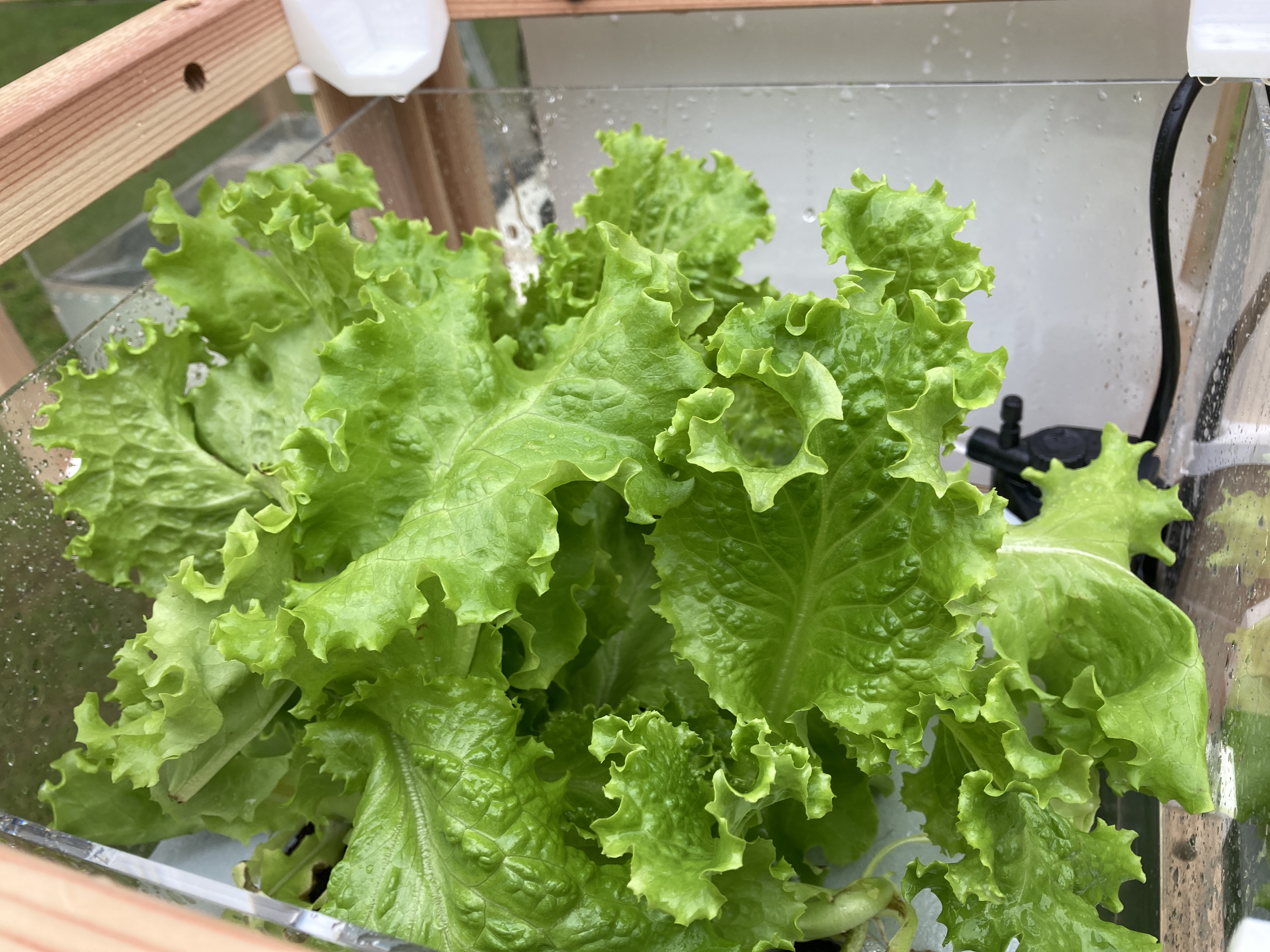 悪天候で葉がしなってしまわないか心配していましたが、ボックスに収まらないほど元気に成長しています。