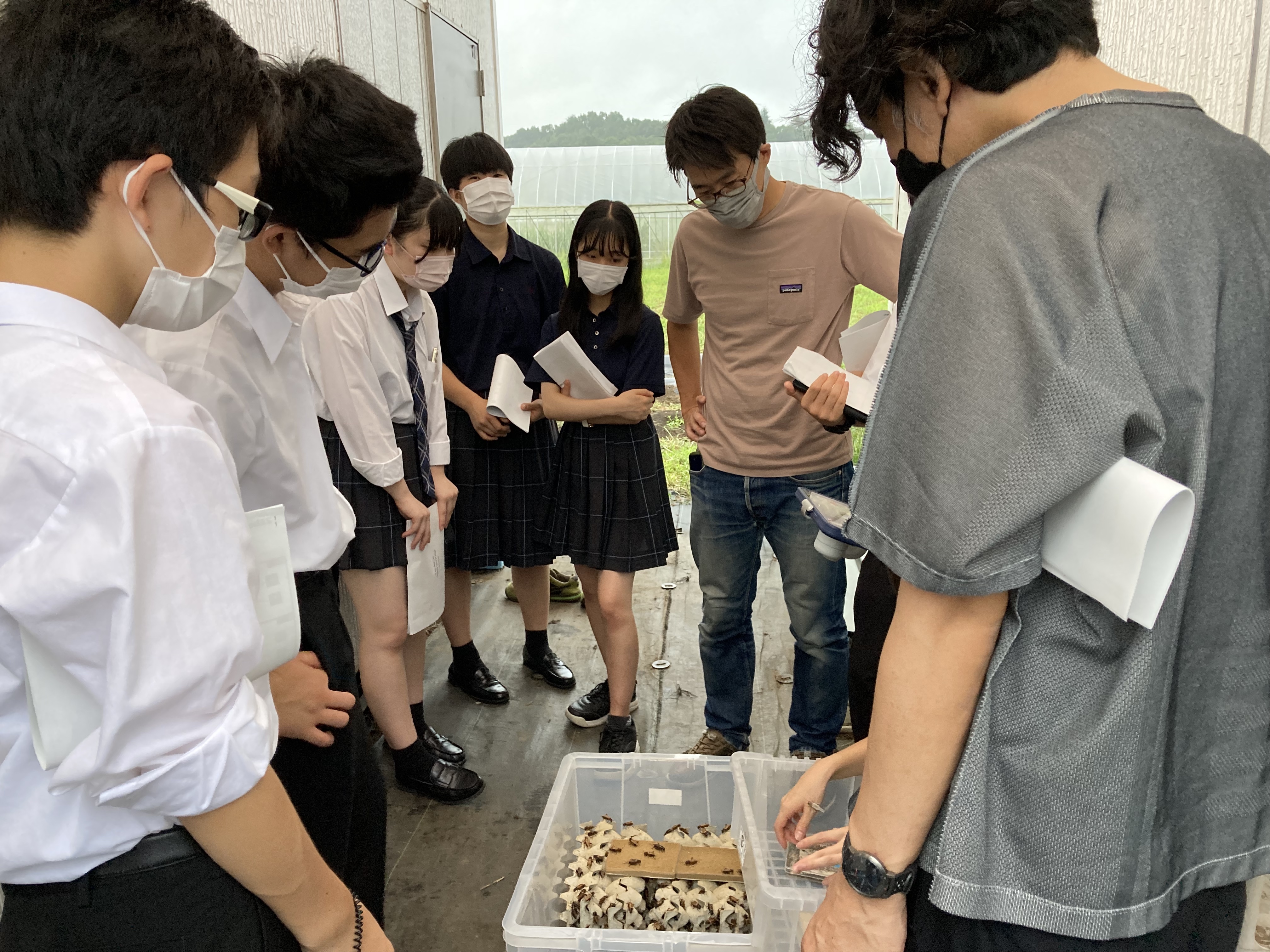 コオロギ養殖の様子を見せていただきました。