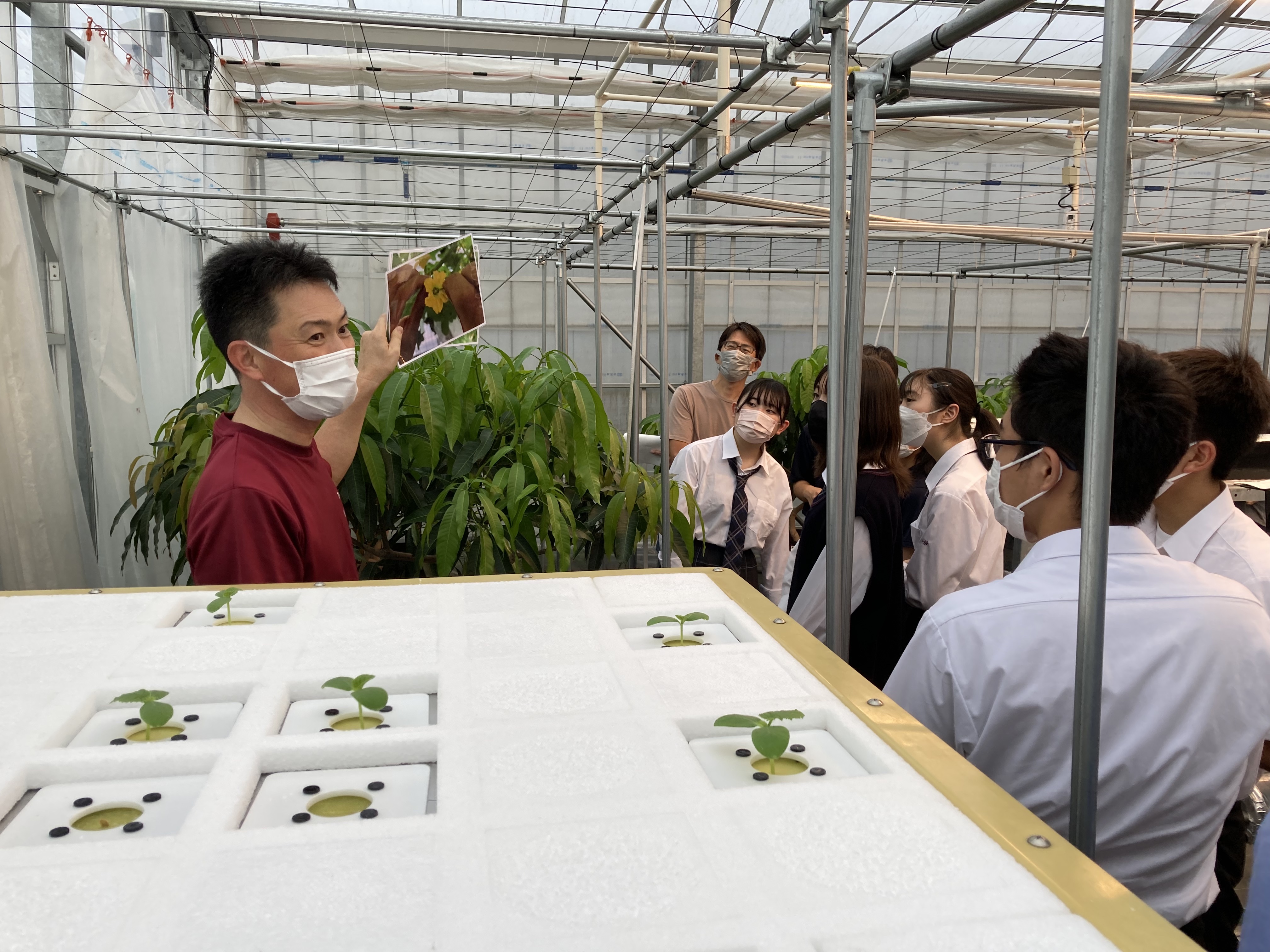 水耕栽培システム見学の様子です。