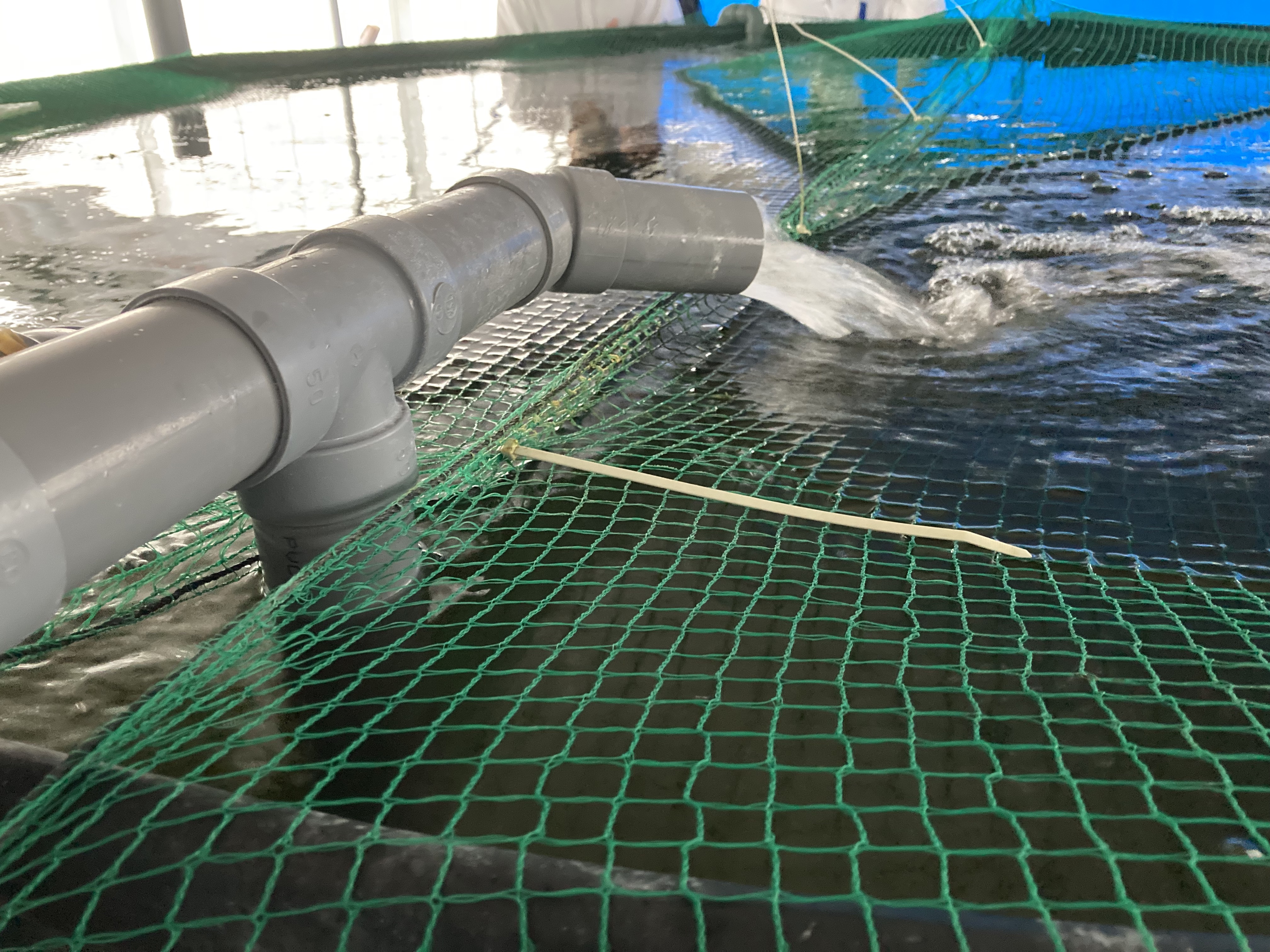 アクアポニックスのハウスには、チョウザメの大きな水槽がありました。このチョウザメのフンが微生物に分解された後、作物の養分となります。