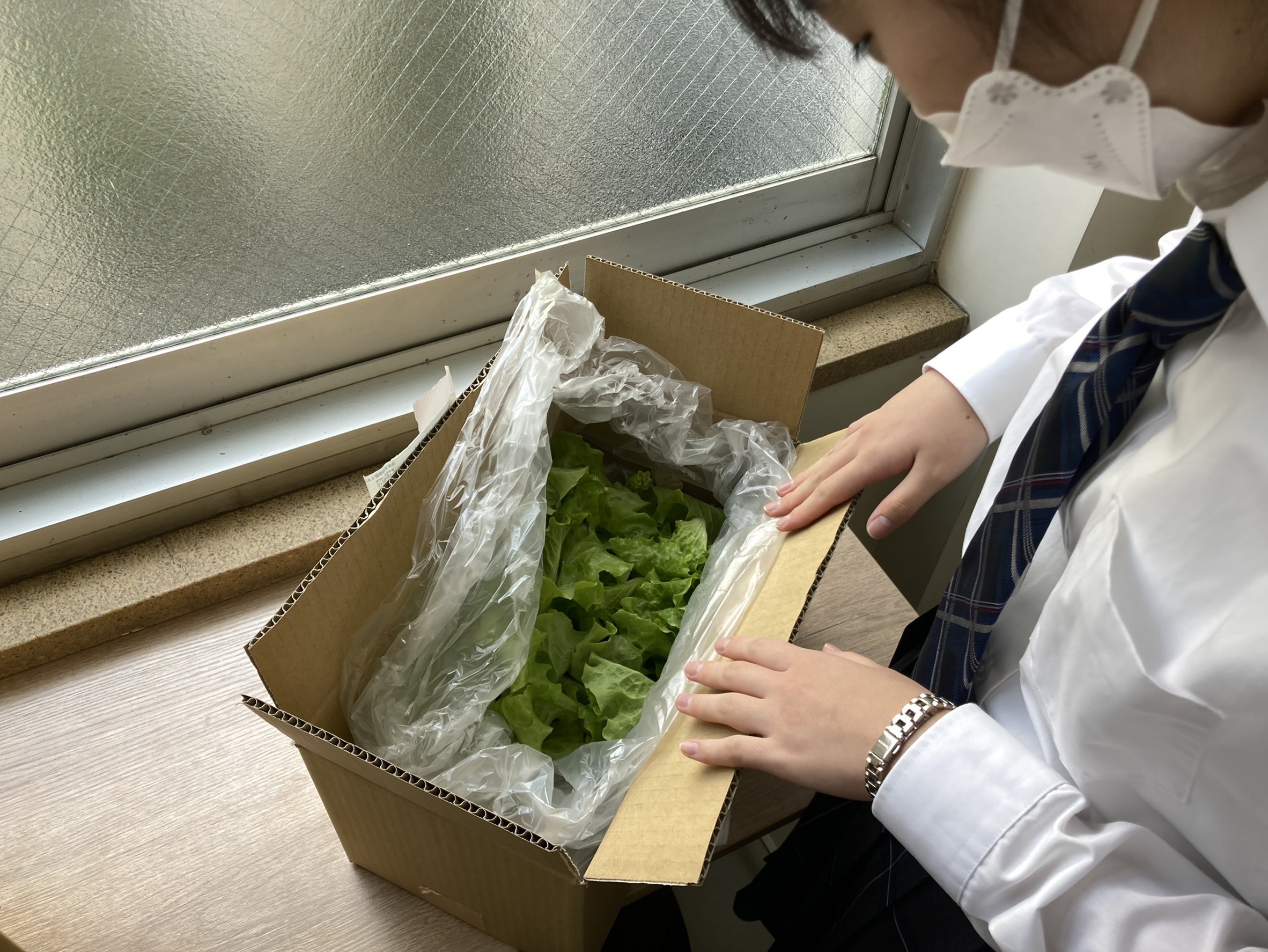 太陽グリーンエネジーさんから栽培実験に使用するリーフレタスが到着しました。