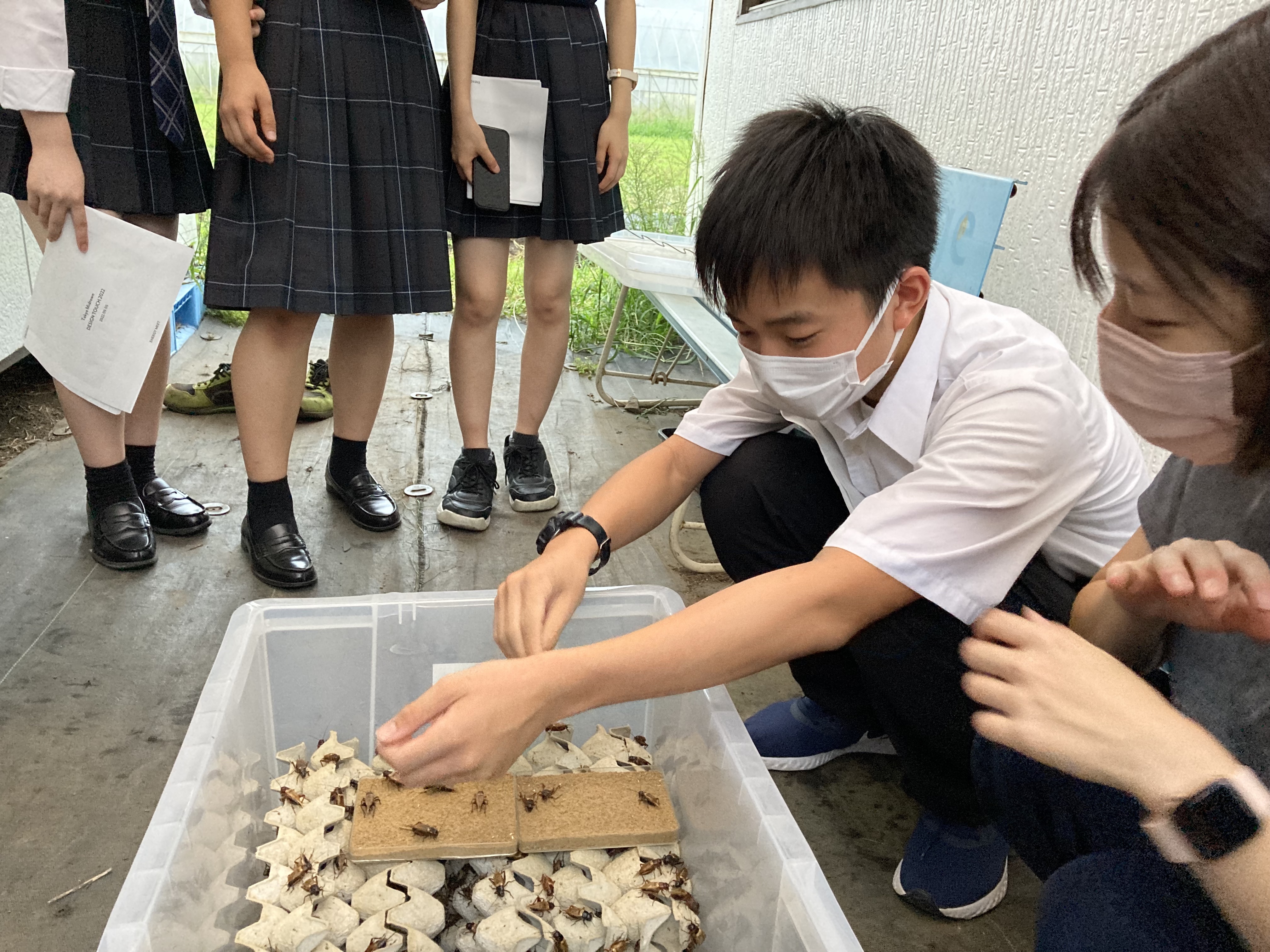 コオロギ姉さんこと井上さんにコオロギの触れ方を教わっています。