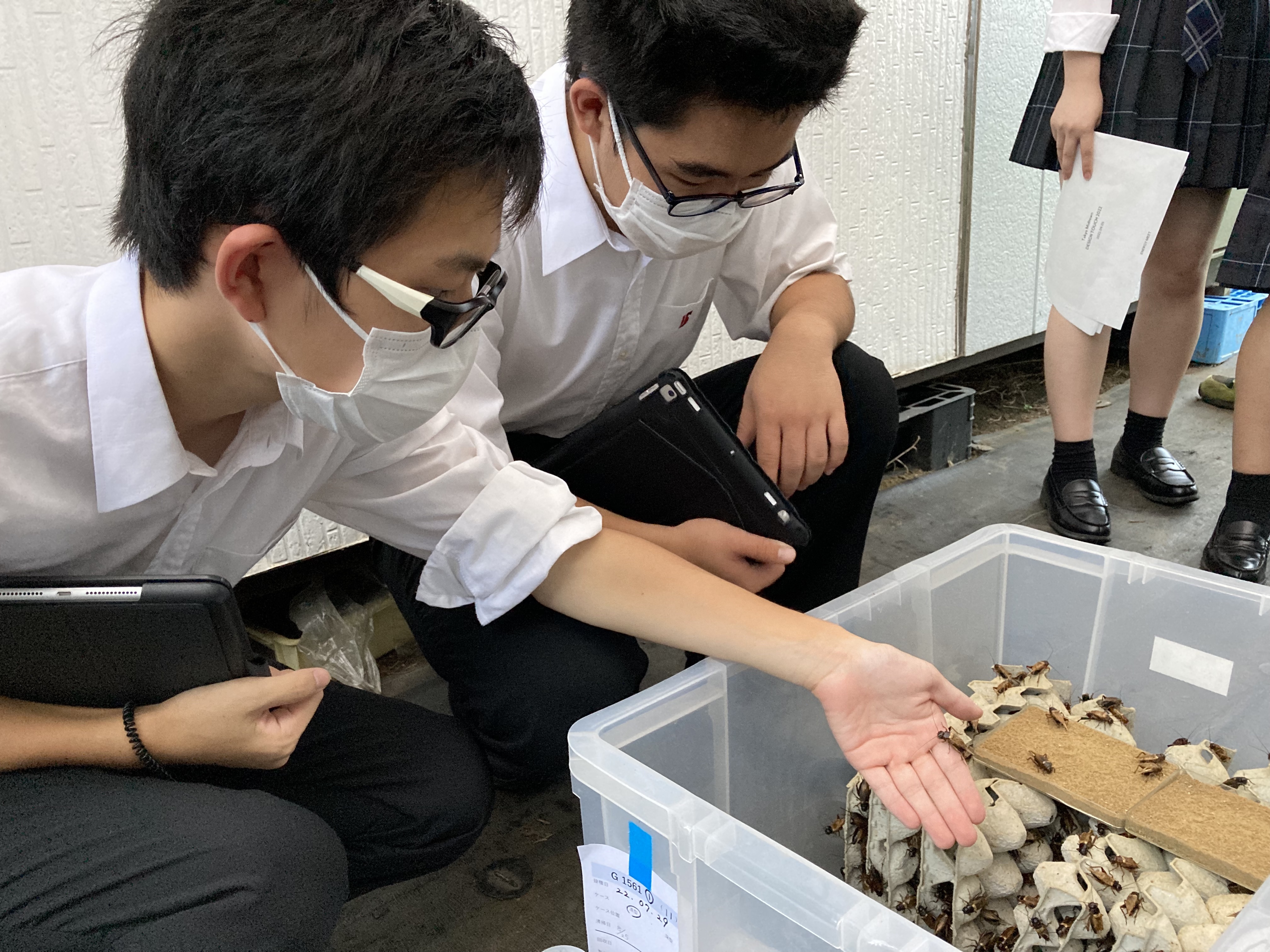 コオロギは飛ばないため、コンパクトな箱の中で養殖できます。