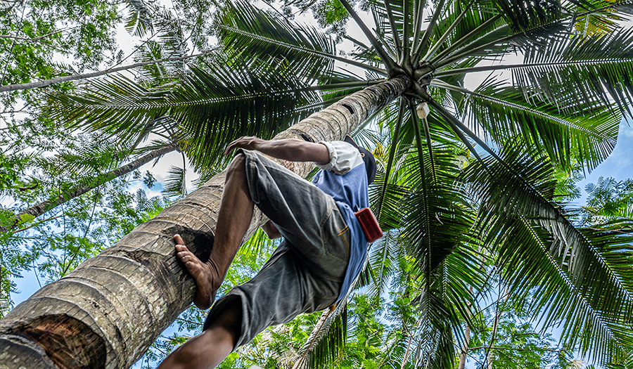 Coconut Tapping 