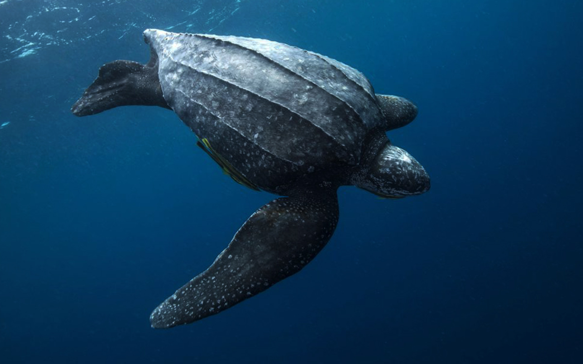 Turtle - Leatherback