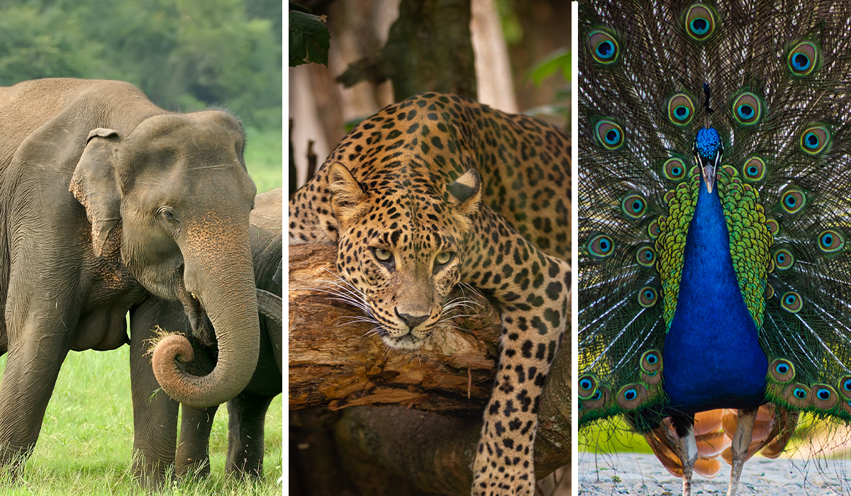 Wildlife in Sri Lanka 