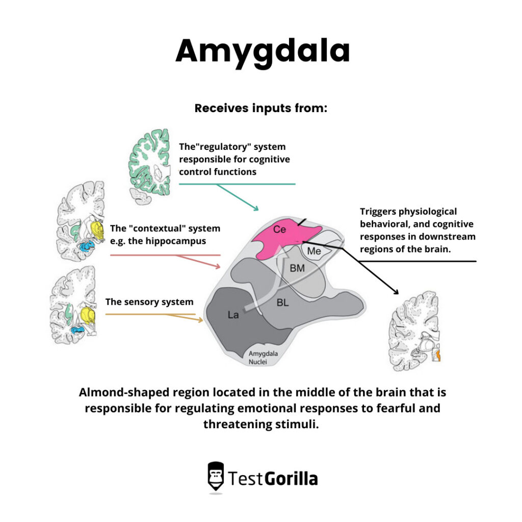 Function of the amygdala
