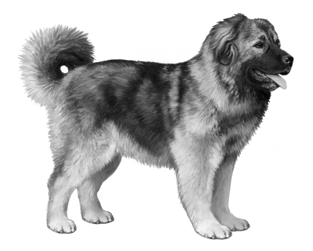 Caucasian Shepherd Dog Wisdom Panel