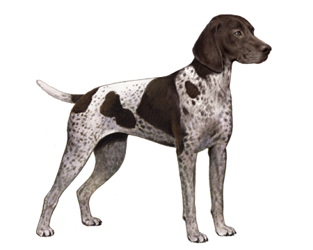small german shorthaired pointer