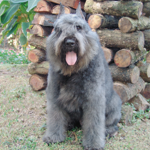 Bouvier Des Flandres Wisdom Panel German