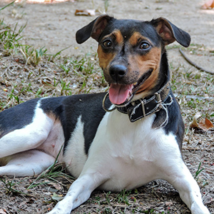 brazilian terrier