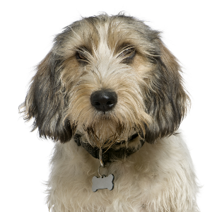 petite basset griffon vendeen