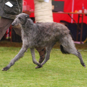 Scottish Deerhound - carousel