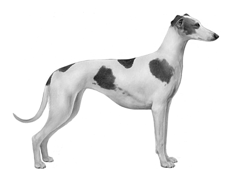 Polish Greyhound - Headshot