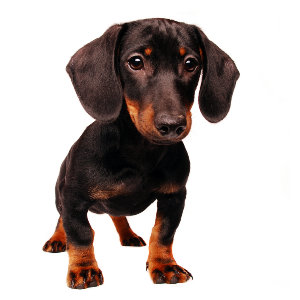 Miniature Shorthaired Dachshund | Wisdom Panel