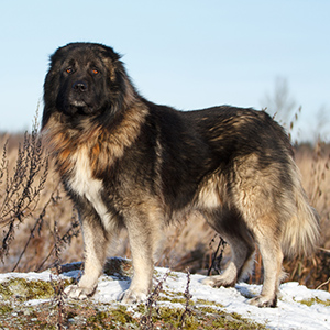 caucasian shepherd images