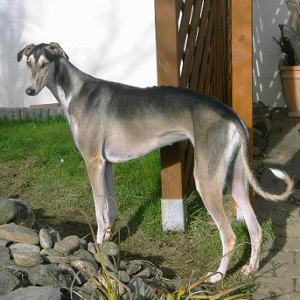 Polish Greyhound - carousel