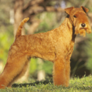 Lakeland Terrier - carousel