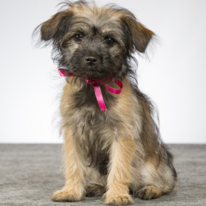 russian tsvetnaya bolonka puppies