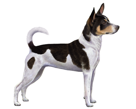 different types of rat terriers