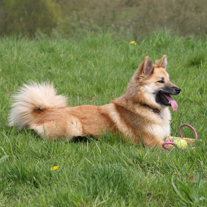 Icelandic Sheepdog | Wisdom Panel UK