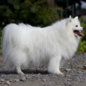 Japanspitz Wisdom Panel German