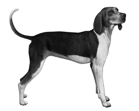 Treeing Walker Coonhound | Wisdom Panel