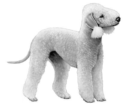 bedlington terrier soft toy