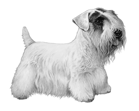 Sealyham Terrier | Wisdom Panel