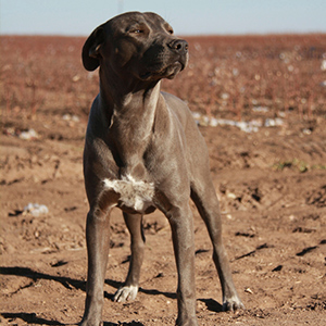 blue lacy hunting