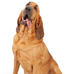 Image result for bloodhound