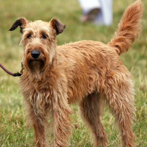 irish terrier weight