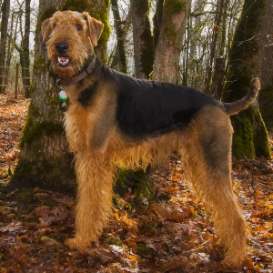 Airedale Terrier - carousel