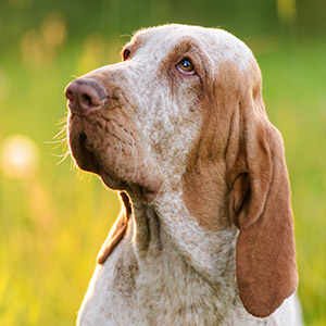 bracco italiano dog