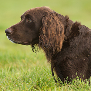 German Longhaired Pointer 2