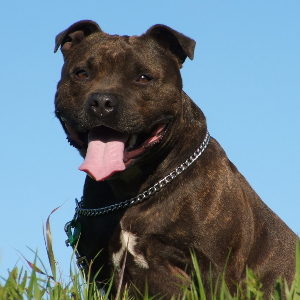 staffordshire bull terrier health tests