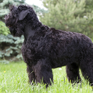 Black Russian Terrier - carousel