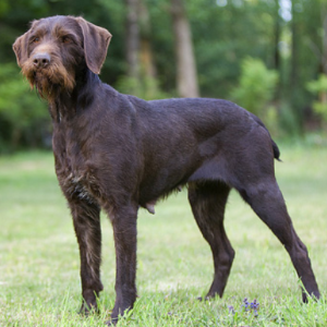 wirehaired pointer breeders