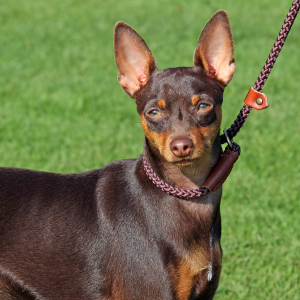 Miniature Pinscher | Wisdom Panel