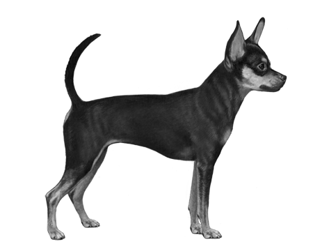 Russian Toy Terrier Rev B&W Small File