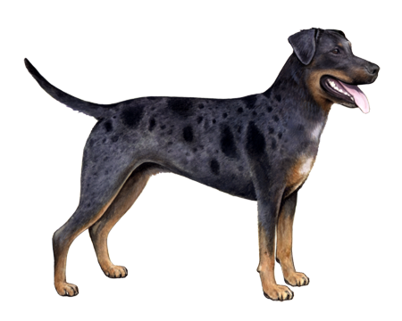 Catahoula Leopard Dog Facts - Wisdom Panel™ Dog Breeds