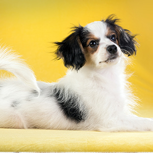 continental toy spaniel