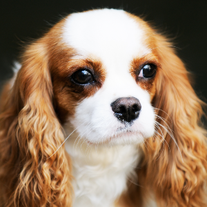 english toy spaniel puppies for sale